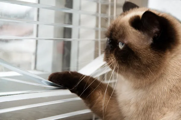 Gatto che guarda fuori attraverso le tende delle finestre — Foto Stock