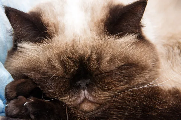 O gato dorme tendo posto patas abaixo da cabeça — Fotografia de Stock
