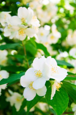 Yasemin (küçük beyaz çiçek)