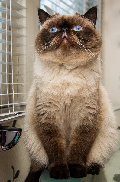 Cat sitting near window blinds — Stock Photo, Image