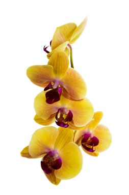 Beyaz arkaplanda sarı orkide