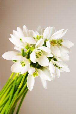 kardelen yansıması ile