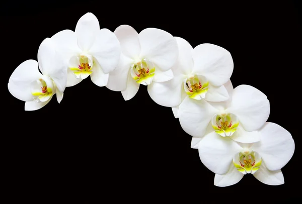 Flores brancas das orquídeas em um fundo preto — Fotografia de Stock