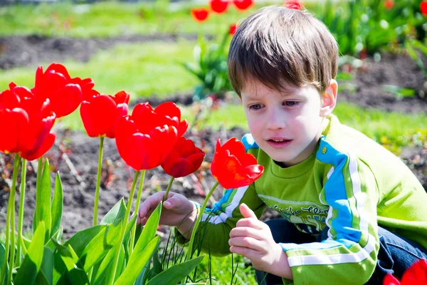 Four years boy in the Park of tulips Royalty Free Stock Photos