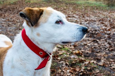 Istrian Shorthaired Ormanda duran tazı köpeği, portre