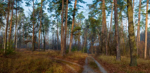 Sinuoso camino rural a través del majestuoso bosque de pinos siempreverdes al atardecer. Otoño, principios de invierno. —  Fotos de Stock