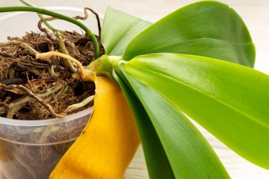 Bahçıvan doğru şekilde orkide bitkisinden sarı yaprağı çıkardı. Seçili odak