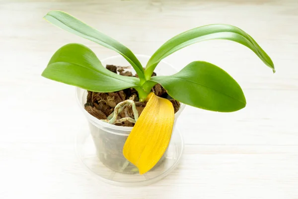 Orchideenpflanze mit natürlich gelbem, trockenem Blatt. Gartenarbeit zu Hause — Stockfoto