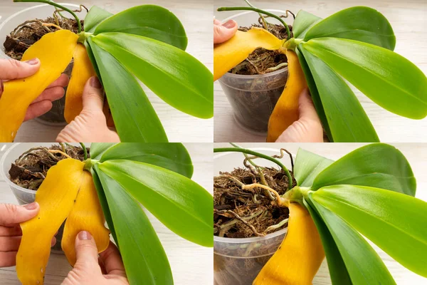 Садовник правильно удаляет желтый лист с растения орхидеи — стоковое фото