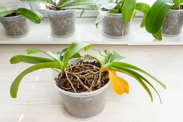 Stará orchidej s přírodně žlutým suchým listem a otevřeným starým kořenem. Rostliny potřebují oddělování a opětovnou výsadbu. Stock Fotografie