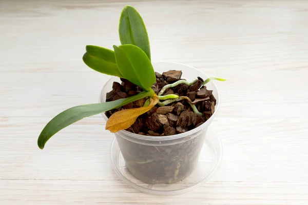 Orchidej s přírodně žlutým suchým listem. Domácí zahradničení Stock Snímky