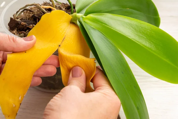 El jardinero quita correctamente de la hoja amarilla de la planta de la orquídea. Enfoque seleccionado Imagen De Stock