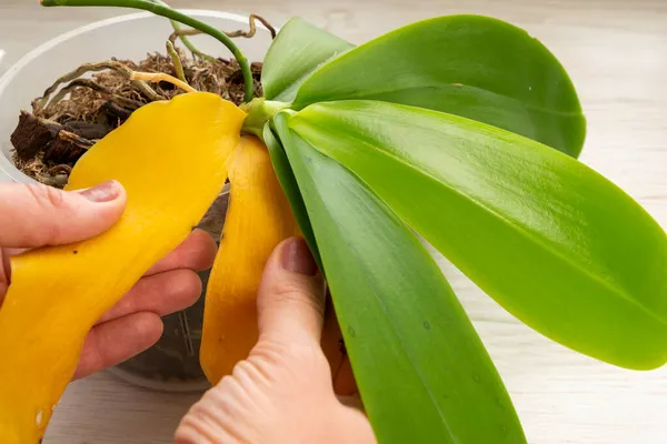 El jardinero quita correctamente de la hoja amarilla de la planta de la orquídea. Enfoque seleccionado Imagen De Stock