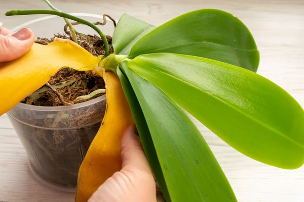 O jardineiro corretamente retira da folha amarela da planta de orquídea. Foco selecionado Fotografia De Stock