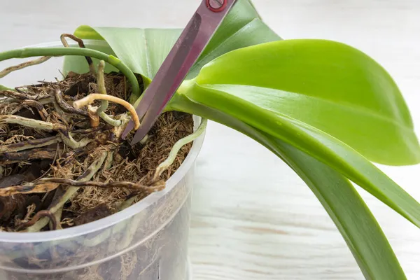 Couper la tige de la fleur de l'orchidée. Vieille orchidée avec vieille racine ouverte. Les plantes doivent être replantées. Objet sélectionné Images De Stock Libres De Droits