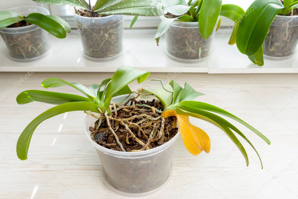 Old orchid plant with naturaly yellow dry leaf and open old root. Plants need separation and replanting.