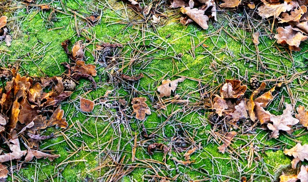 Late autumn with inium on leaf on ground — Stock Photo, Image
