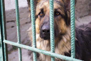 Kuşhanede Alman çoban köpeği var. Bekçi köpeği parmaklıklar ardında.