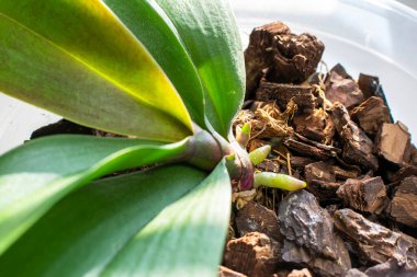 Phalaenopsis orkidesinin genç kökleri yeşil yaprak kütlelerinin arka planına yakın çekim