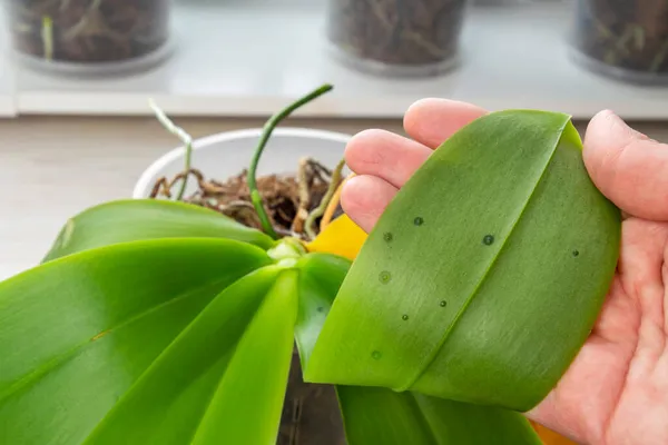 Edema Agua Hoja Planta Como Resultado Riego Incorrecto Las Plantas Imagen De Stock