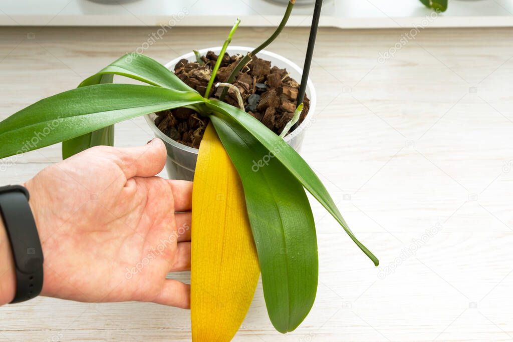 Orchid plant with yellow dry leaf. Home gardening