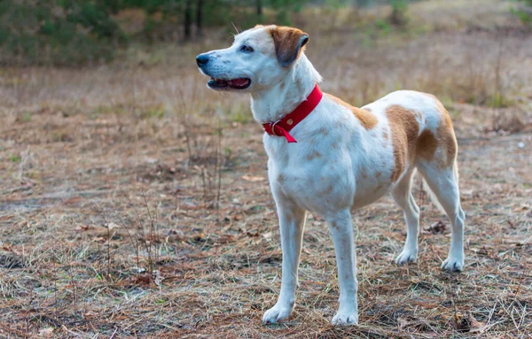 Istrian perro sabueso de pelo corto de pie en el bosque — Foto de Stock