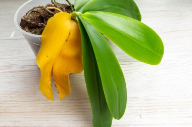 Doğal sarı kuru yapraklı orkide bitkisi. Evde bahçe işleri.