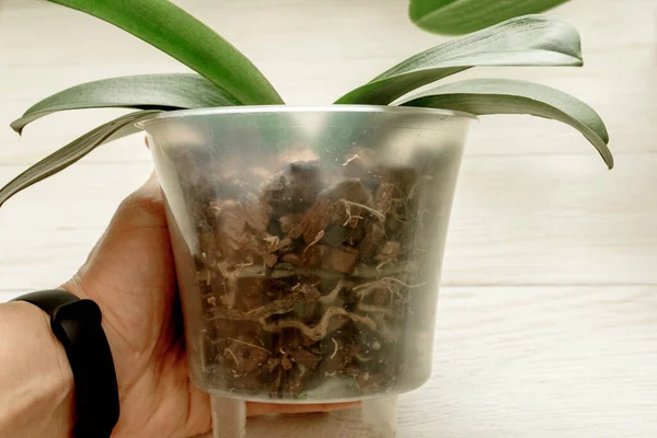 Орхидея растение с больным корнем в руке на белом фоне. Болезненные корни орхидеи. Растению нужна пересадка. — стоковое фото