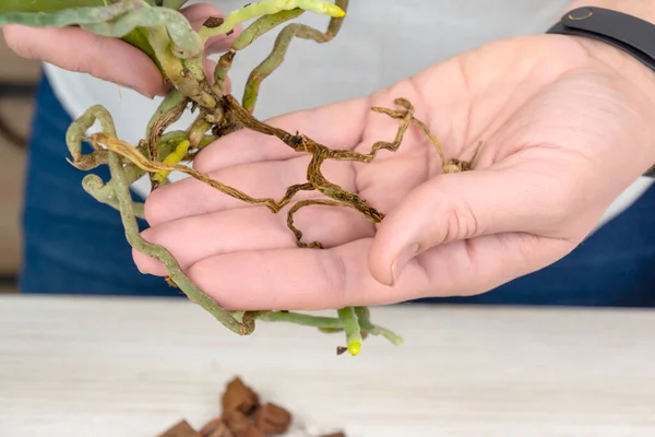 Orchid plant with diseased root in female hand. Close up of diseased roots of Orchid. Plant needs a transplant.