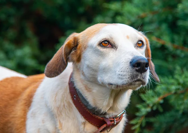 Viejo Triste Perro Istria Con Taquigrafía Pie Madera — Foto de Stock