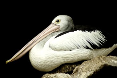 Avustralya pelikanı.