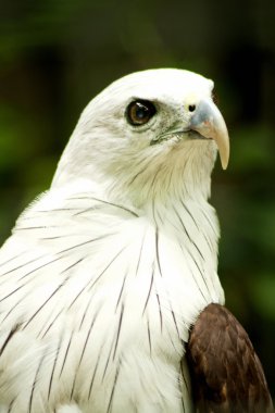 brahmini uçurtma kartal.