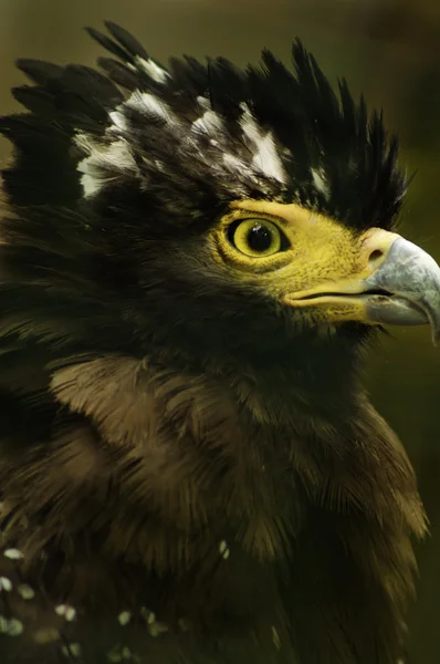 Águila serpiente crestada — Foto de Stock