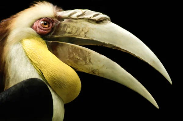 Inhöljda hornbill — Stockfoto