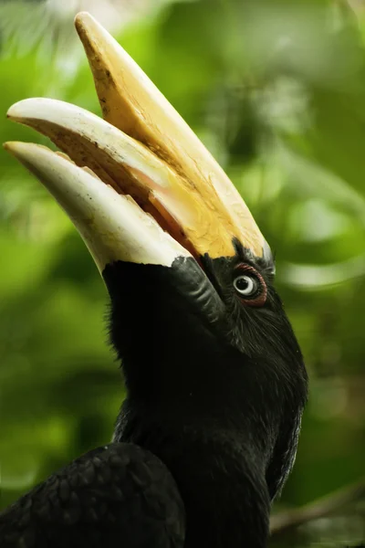 Södra svartvit hornbill — Stockfoto