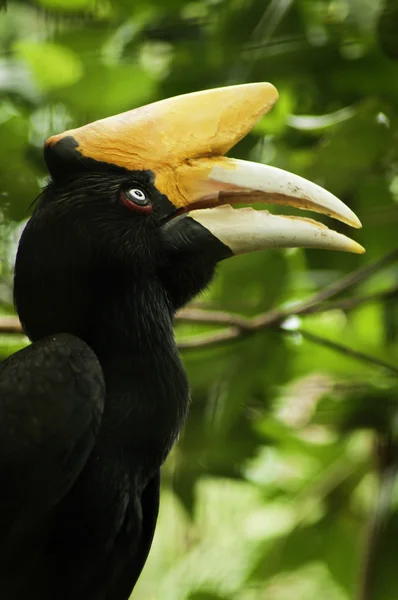 Southern Pied Hornbill — Stock Photo, Image
