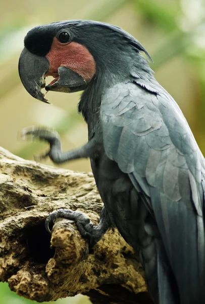 Palm Cockatoo — Stock Photo, Image