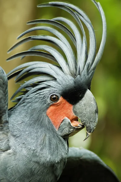 Palm Cockatoo — Stock Photo, Image