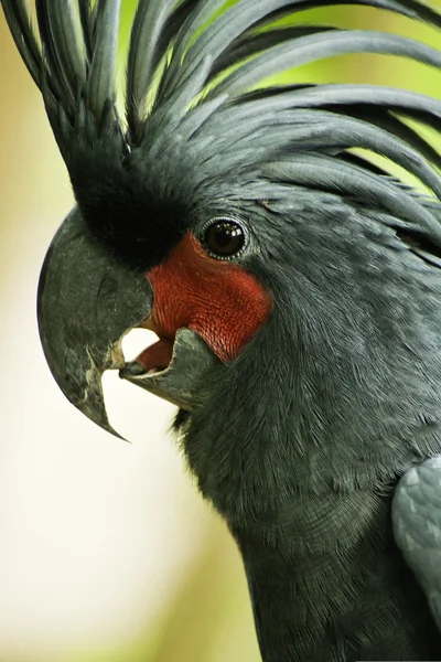 Kakadu palmowego — Zdjęcie stockowe