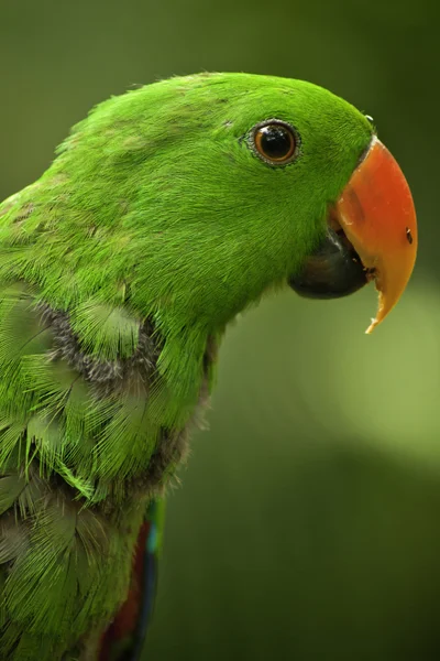 Eclectus papugi — Zdjęcie stockowe