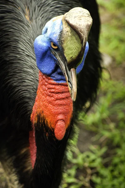 Rozzlobený casuarius — Stock fotografie