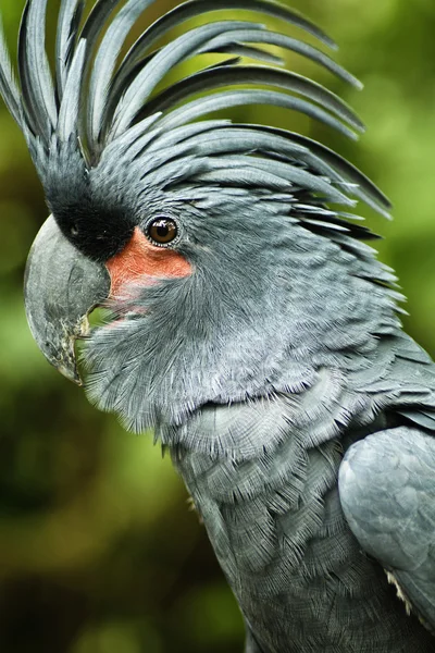 Palm Cockatoo Royalty Free Stock Images