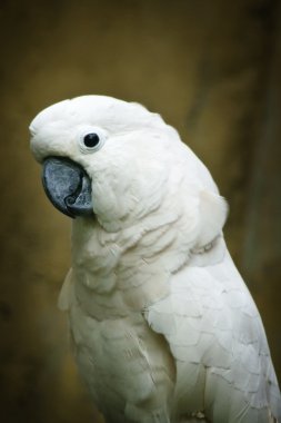 Mölük Kakadu.