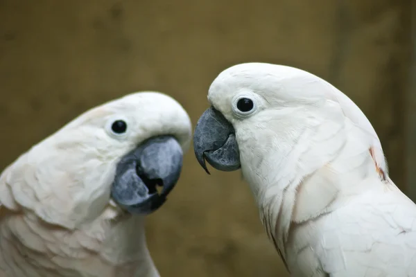 Cacatua da Molucas . — Fotografia de Stock