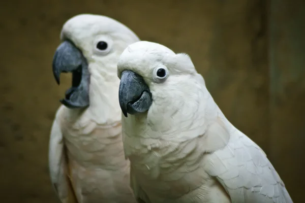 Cacatua da Molucas . — Fotografia de Stock