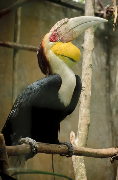 Kranzhornvogel — Stockfoto