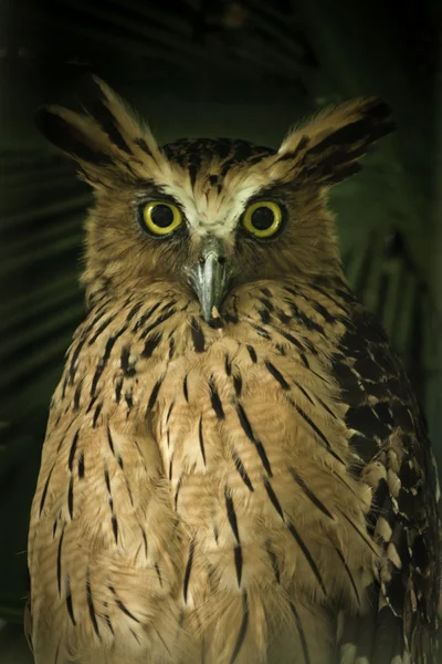 Buffy fish owl. Stock Image