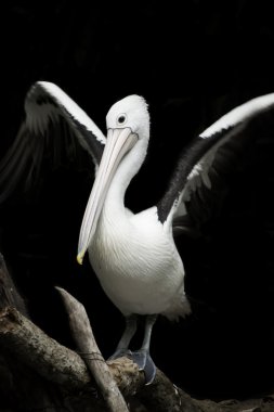 Avustralya pelikanı.