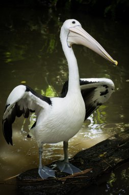 Avustralya pelikanı.