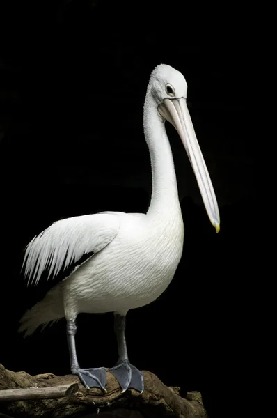 Australian Pelican. — Stock Photo, Image